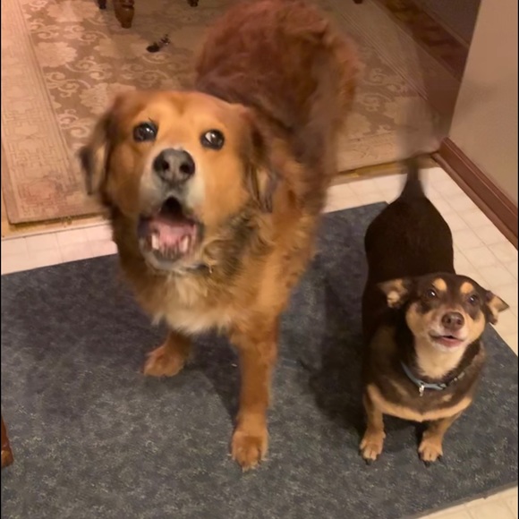 Meet your Posher, C.C. - Picture 2 of 6